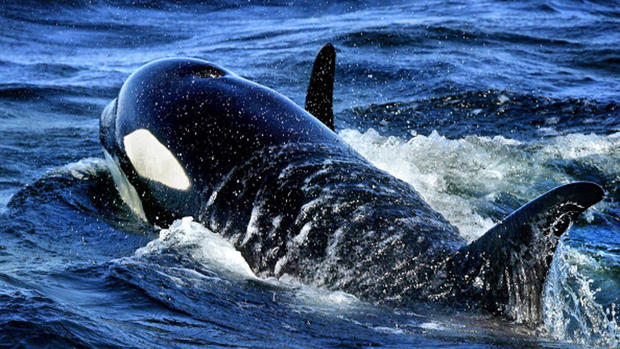 orca-swims.jpg 