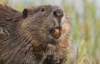 beaver-judith-lehmberg-teeth-4500-promo-top.jpg 
