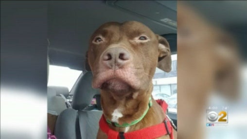 dog-shot.jpg 