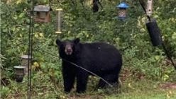 bear.jpg 