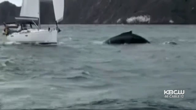 humpback-close-call.jpg 