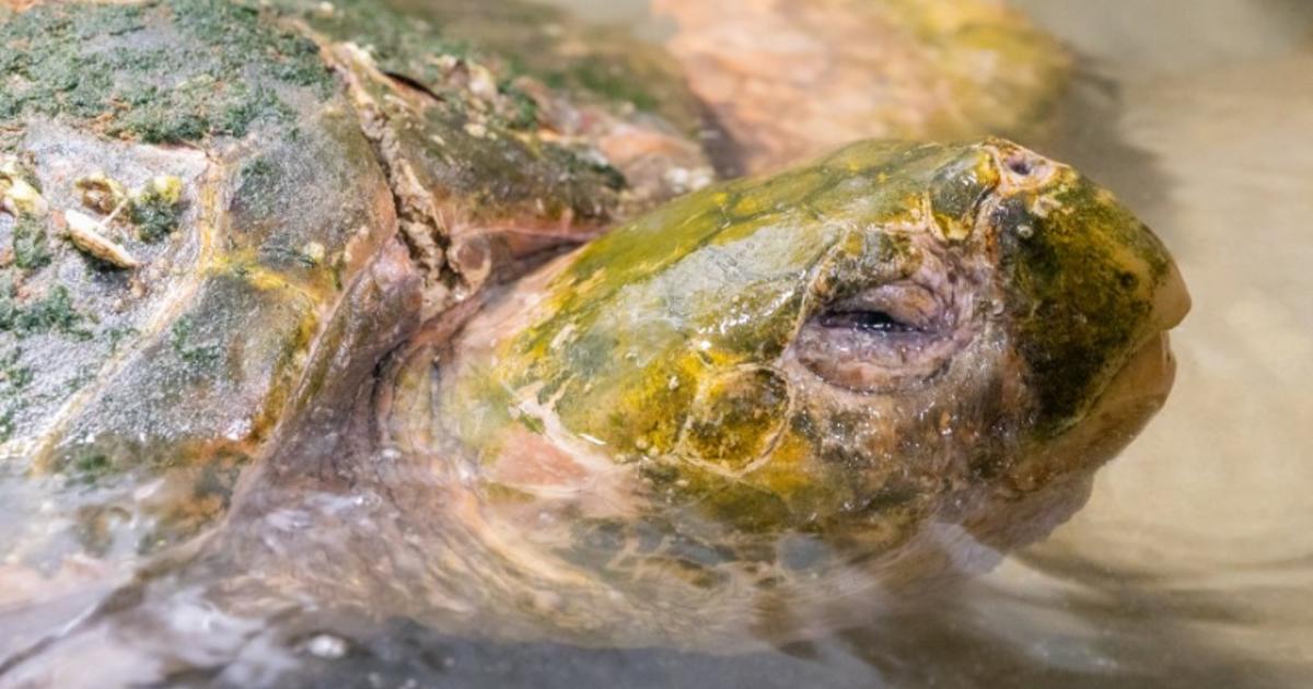 Hurricane Strands Nearly 300-pound Turtle On Delaware Beach - Cbs Baltimore