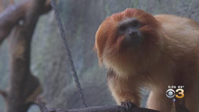 philadelphia-zoo-monkey.jpg 