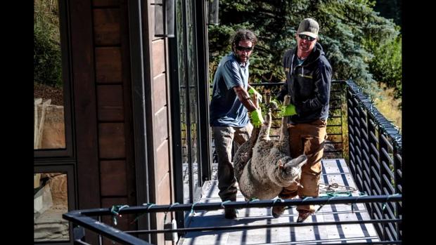 sheep rescue in Vail 