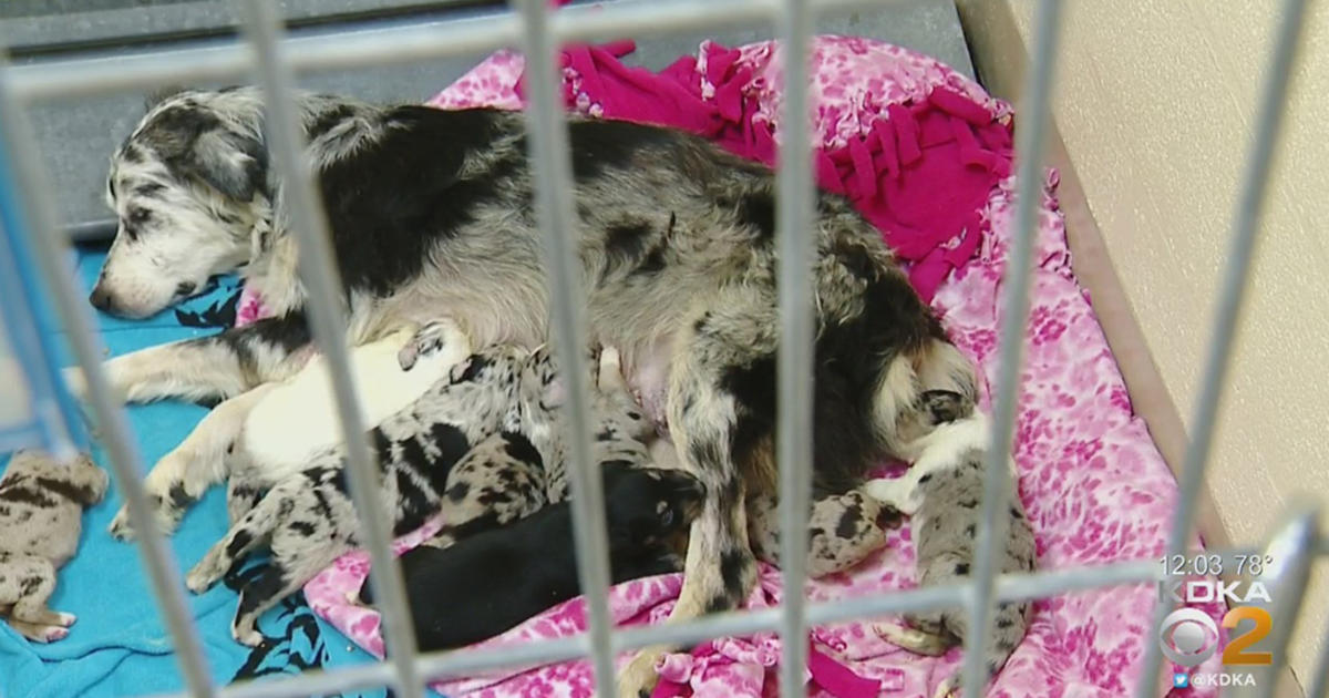 They Were Inside Furniture': Animal Friends Caring For 117 Dogs Seized From  Ross Twp. Home - CBS Pittsburgh