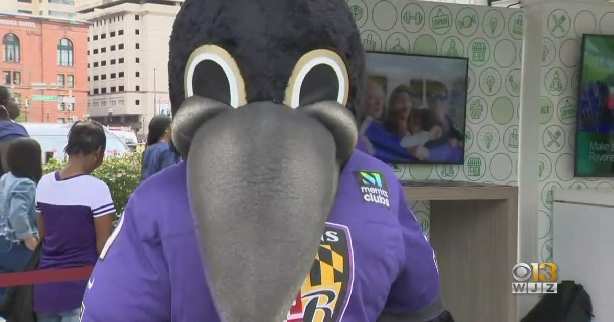 Poe, The Baltimore Ravens Mascot, Will Pop Into Your Virtual Classroom -  BRIGHT-FM