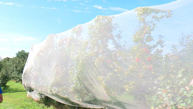 Netting Protects Apple Orchard From Hail 