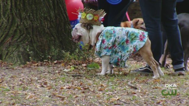 MUTTSTRUTT 