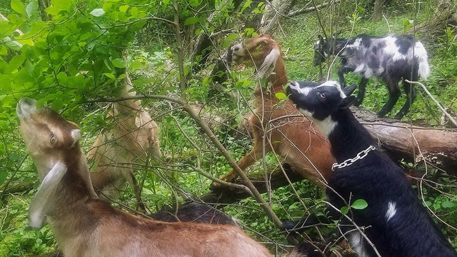 university-of-pittsburgh-at-greensburg-goats.jpg 