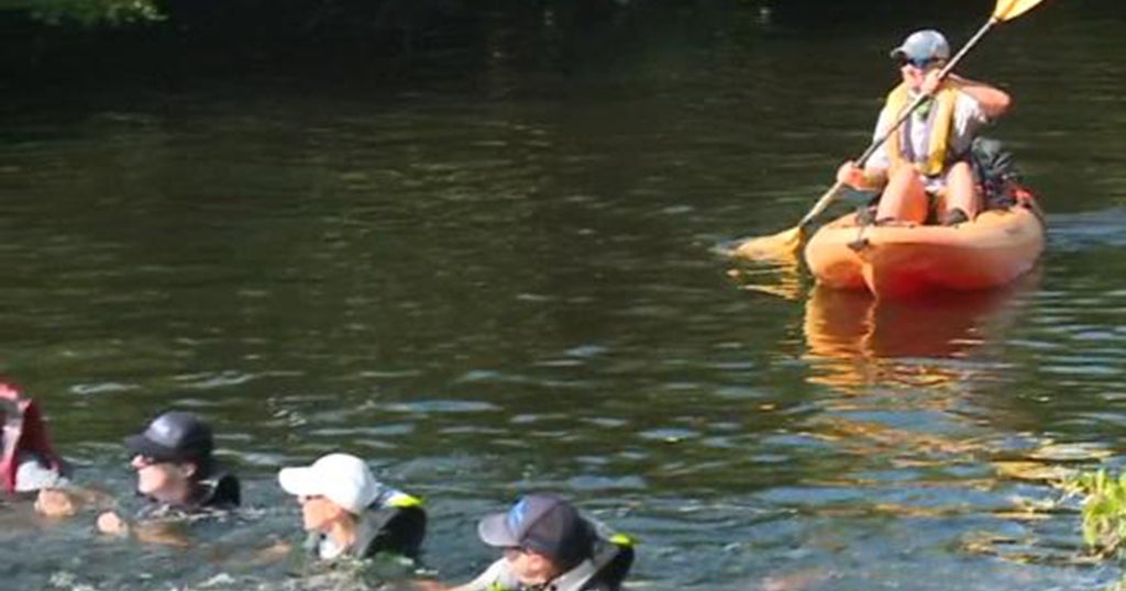 Rescuers Use Human Chain To Rescue Stranded Dolphins - CBS Pittsburgh