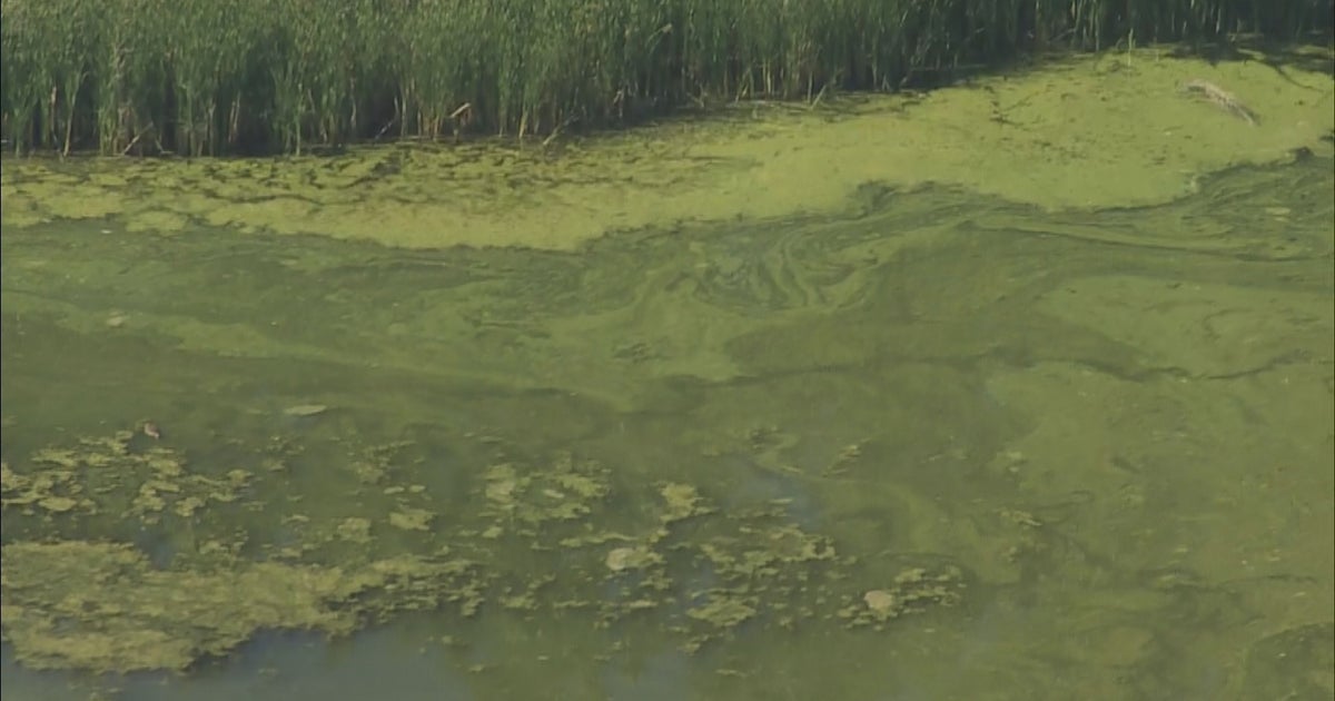 Watch Out For Dangerous Algae In Lakes And Ponds This Summer - CBS Colorado