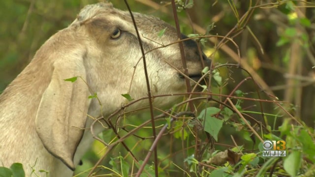 towson-u-goats.jpg 