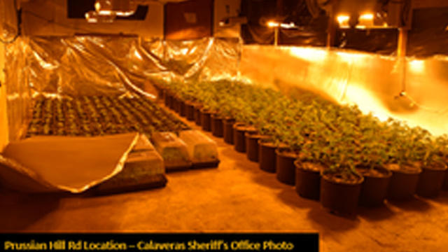 calaveras-county-pot-plants.jpg 