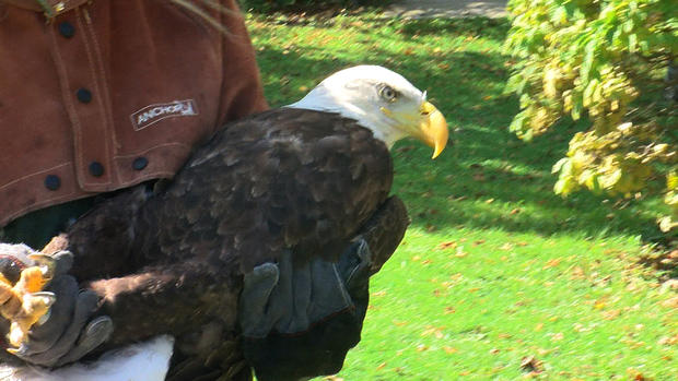 Bald Eagle Released 