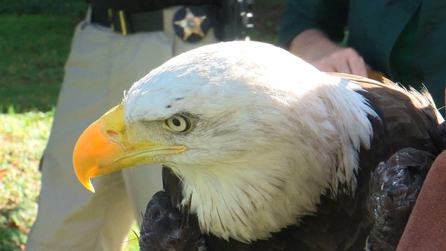eaglee.jpg 