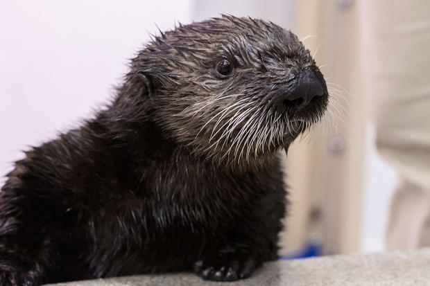 Otter pups 870 and 872, August 20, 2019 
