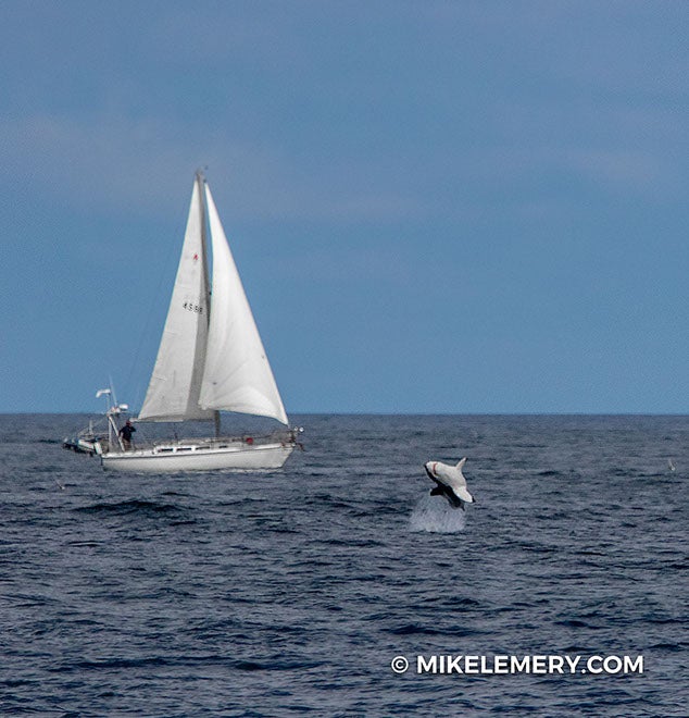 shark updated-3634x660 