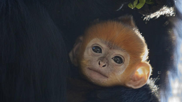 New monkey born at SF Zoo 