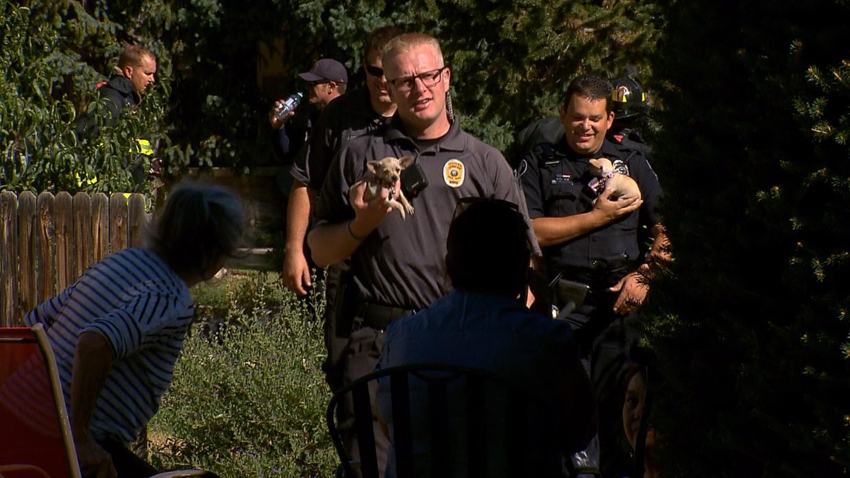 Tiny Dogs Rescued From The Scene Of House Fire In Lakewood - CBS Colorado