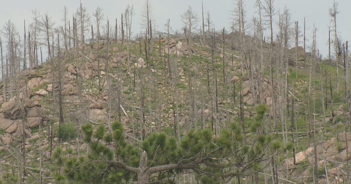 Spruce Beetle The Most Damaging Forest Pest In Colorado For 9th ...