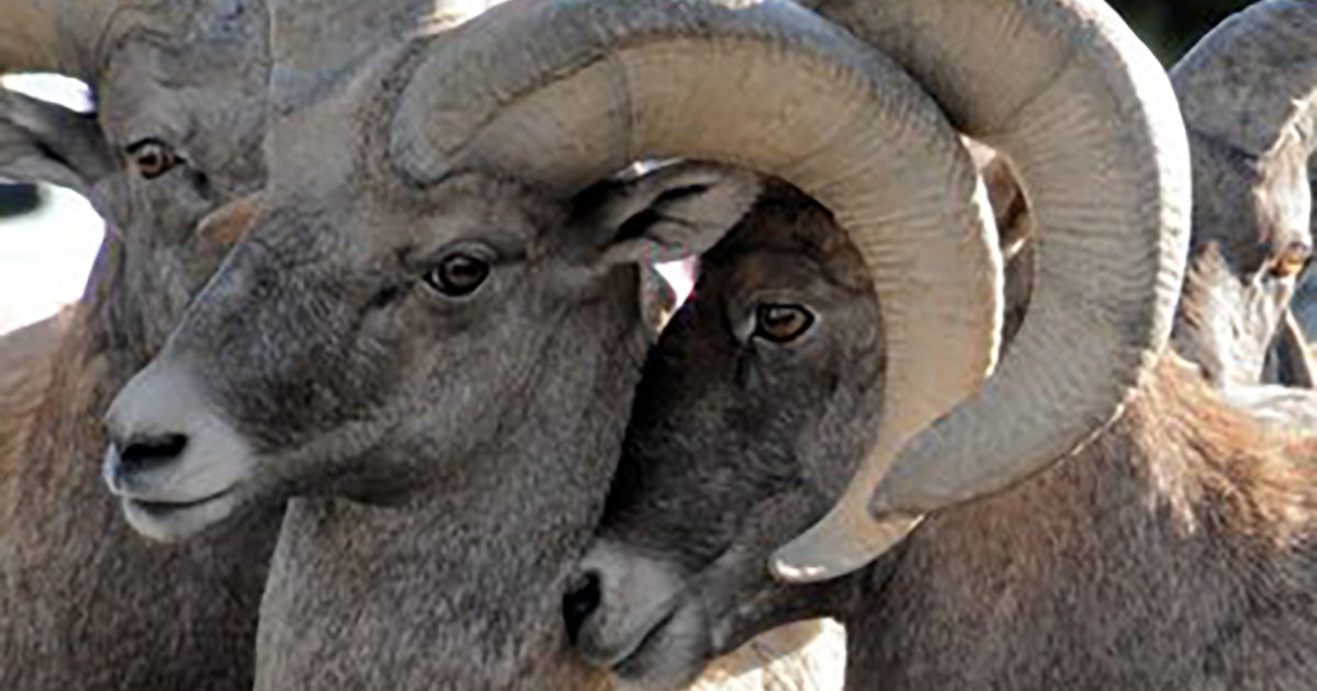 denver.cbslocal.com