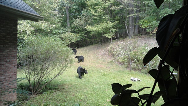 bears3.jpg 