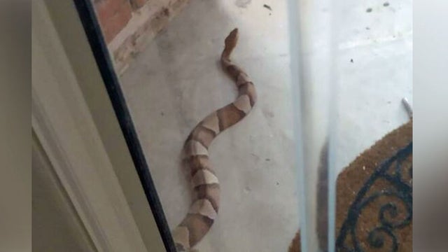 Copperhead-Snake.jpg 