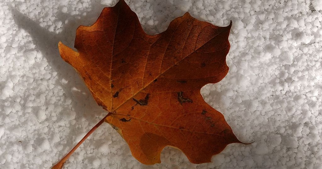 2019 Fall Color: The Best Time To See Fall Color In The Chicago Area ...