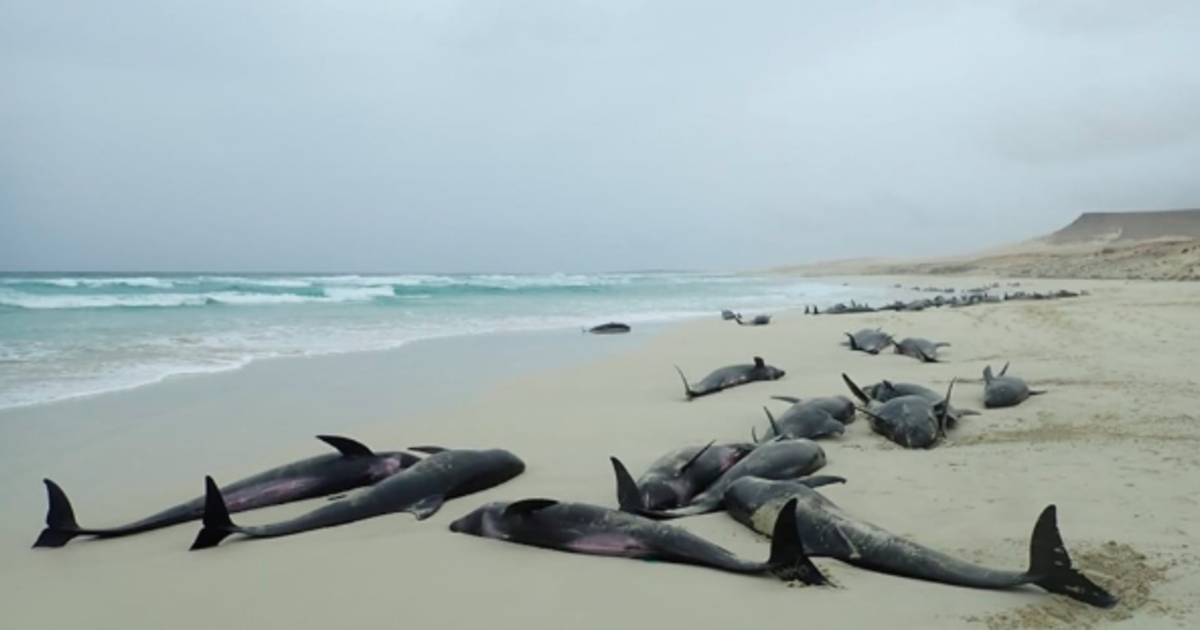 Over 100 Dolphins Dead In Brazilian  Amid Soaring Water Temperatures