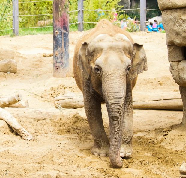 Santa Barbara Zoo's Last Elephant 'Little Mac' Dies At Age 48 