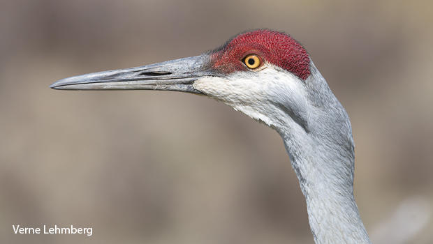 male-crane-ready-to-attack-verne-lehmberg-620.jpg 