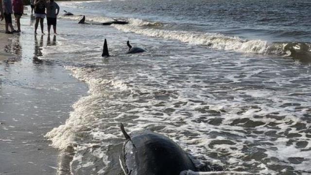 whale-stranding-south-carolina.jpg 