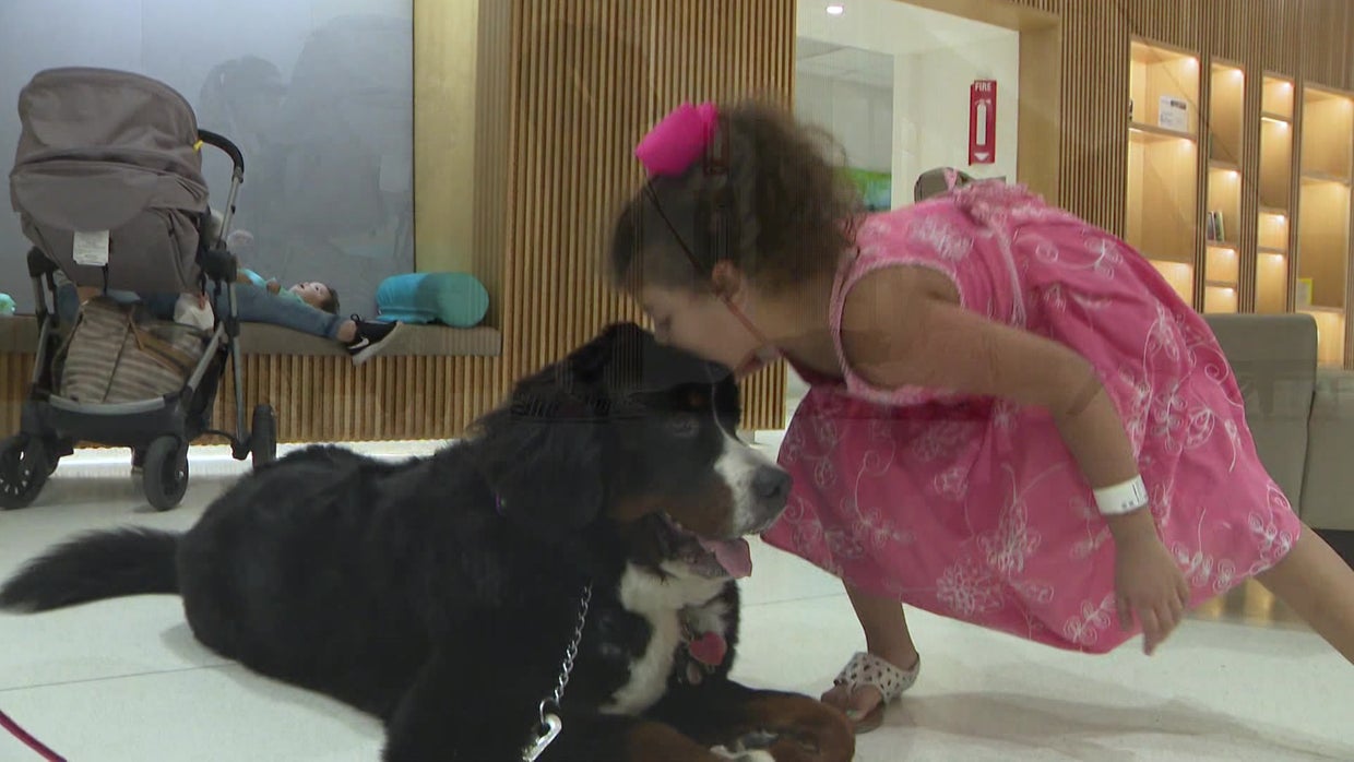 Miami Proud: Therapy Dog Volunteers Bring Smiles To Young Patients At ...