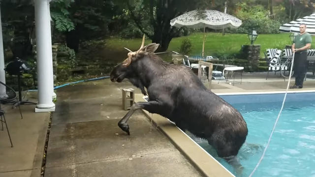 moose-climbing-pool-bedford.jpg 