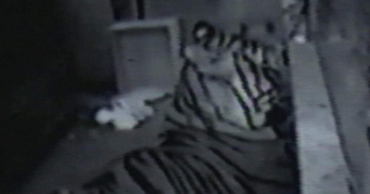 Ming, tiger rescued from Harlem apartment in 2003, has died - ABC7