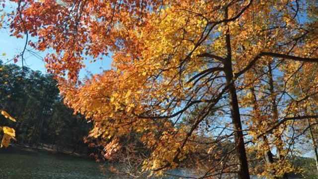 fall.jpg 