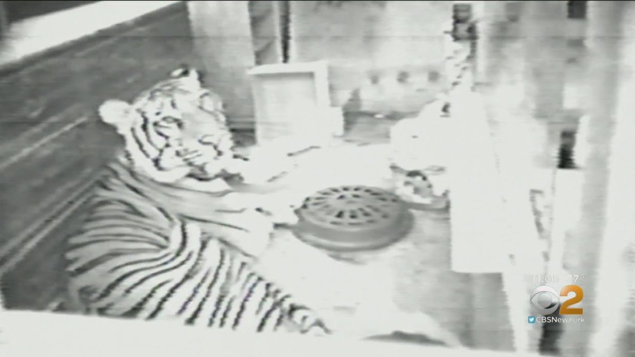 Ming, Tiger Famously Found In NYC Apartment In 2003, Dies At Animal ...