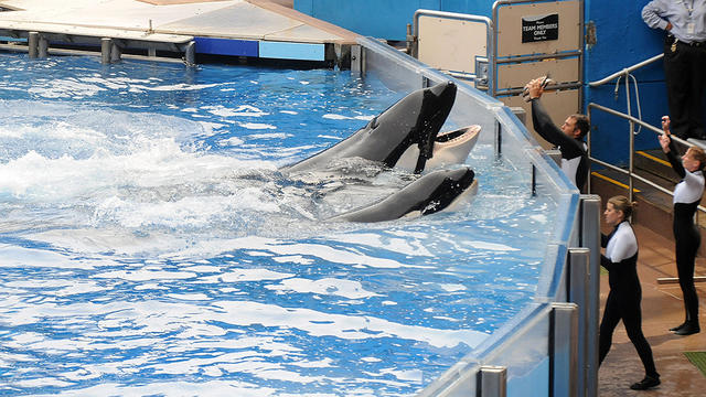 seaworld-whales.jpg 