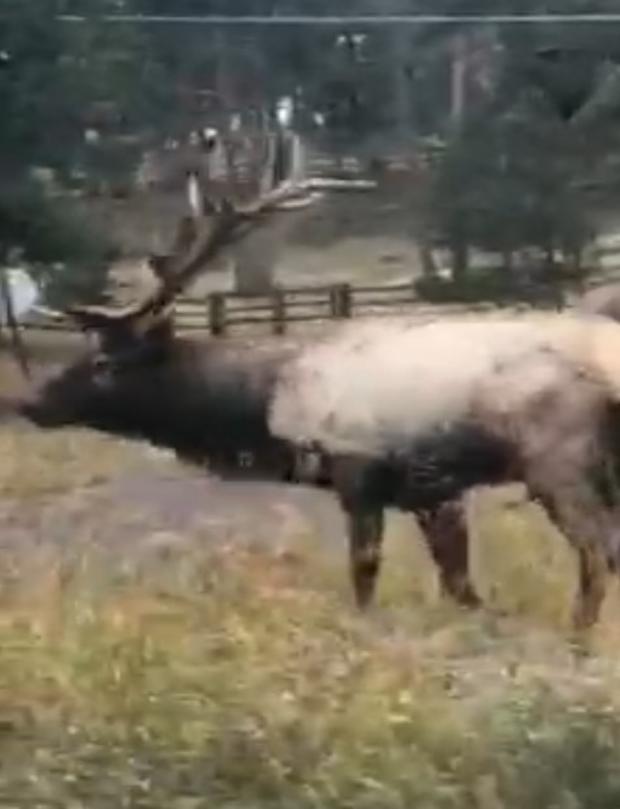 elk charges car in evergreen colorado 