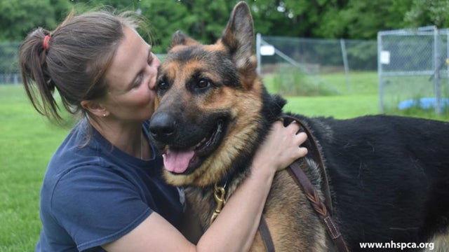 german-shepherd-nhspca.jpg 