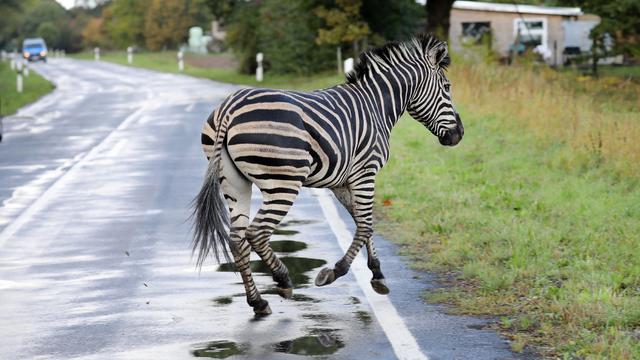 GERMANY-ANIMALS-OFFBEAT 