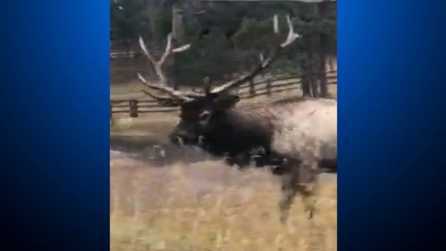 elk-featured.jpg 