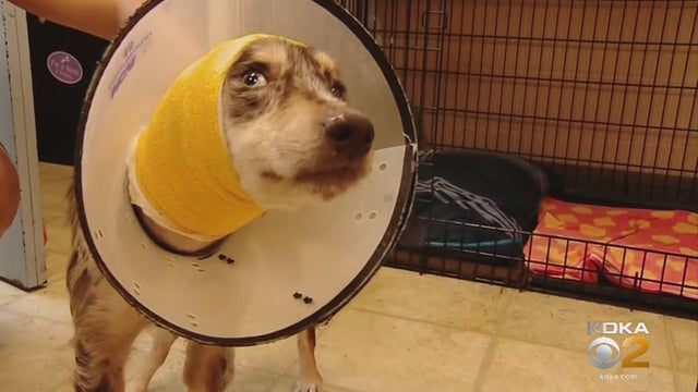 dog1.jpg 