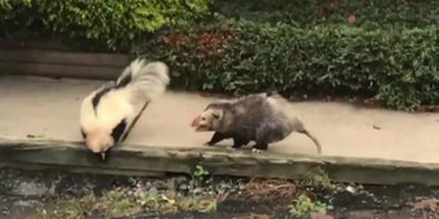 skunk possum fight 