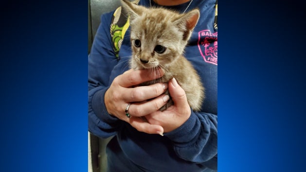 windosr-mill-panera-rescued-cat-baltimore-co.jpg 