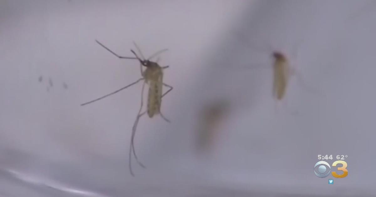 'Largest Outbreak On Record': Death Toll From Mosquito-Borne Illness ...