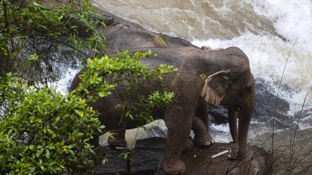 THAILAND-ANIMALS-ACCIDENT-ELEPHANTS 