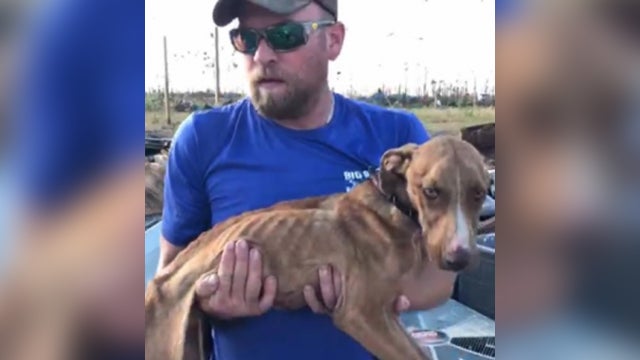 dog-hurricane-dorian-rescue.jpg 