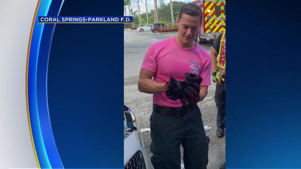 Coral Springs Cat Rescue 1 