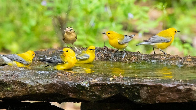 prothonotary-warblers-and-worm-eating-warbler-verne-lehmberg-promo.jpg 